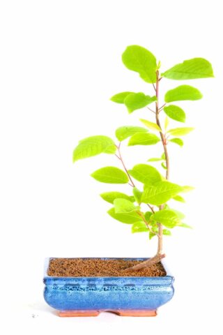 Starter Cherry Prunus avium bonsai for sale