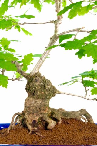 The exposed root flare on this Oak bonsai is phenomenal