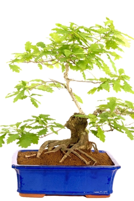 Extra Large and Impressive character English Oak bonsai for sale