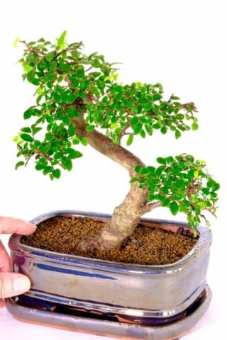 The stature & habit of this bonsai are exceptional