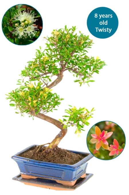 Standard Roseapple Myrtle build a bonsai
