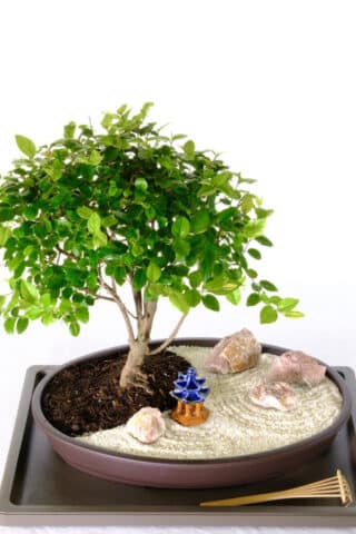 Zen Indoor bonsai Garden - Contemplation
