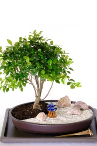 Chinese sweet plum beginners bonsai zen garden