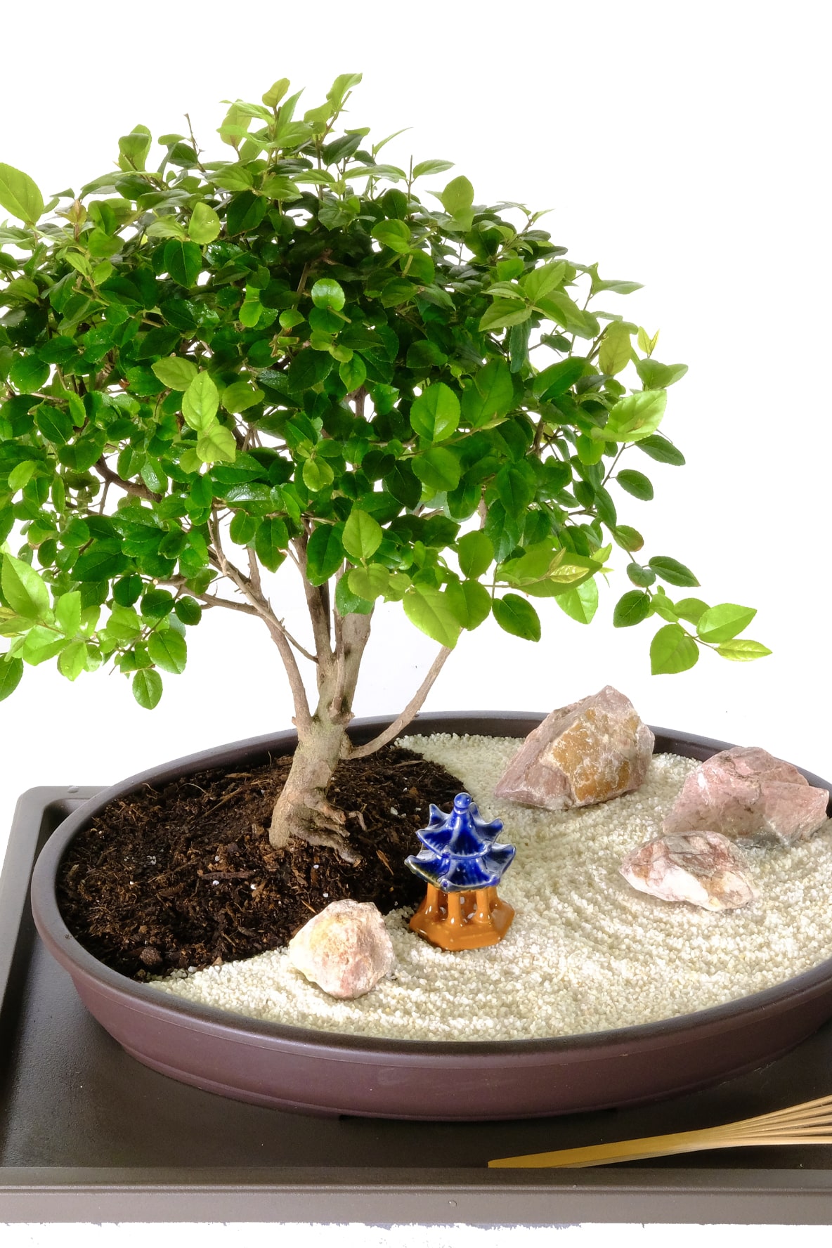 Mini Zen Garden  Bonsai Tree Zen Garden - Ideal for desk
