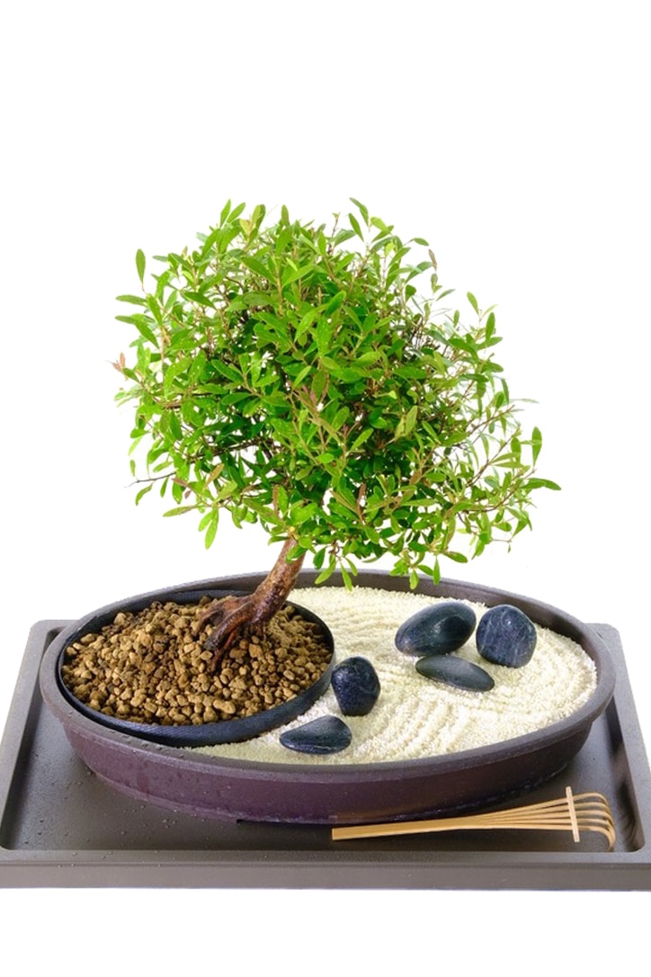 Easy care beginners bonsai Zen Garden with polished black rocks