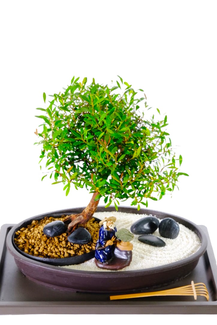 Zen Garden Easy care bonsai with Chinese Figurine & rocks
