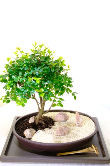 Chinese sweet plum zen bonsai garden for sale