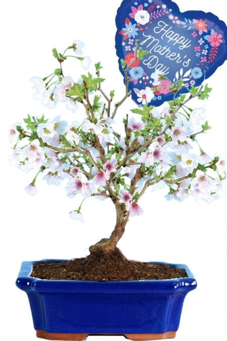 Flowering Cherry Blossom Bonsai - Mothers day gift