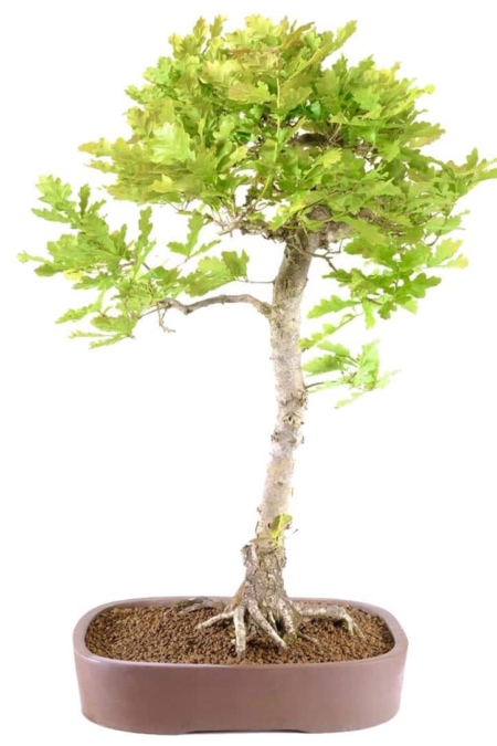 Tall and slender English Oak outdoor bonsai for sale UK