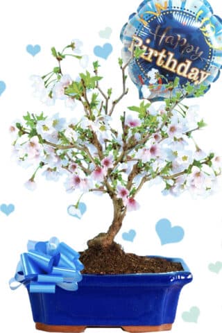 Outstanding cherry blossom Happy Birthday bonsai gift - perfect for her or him
