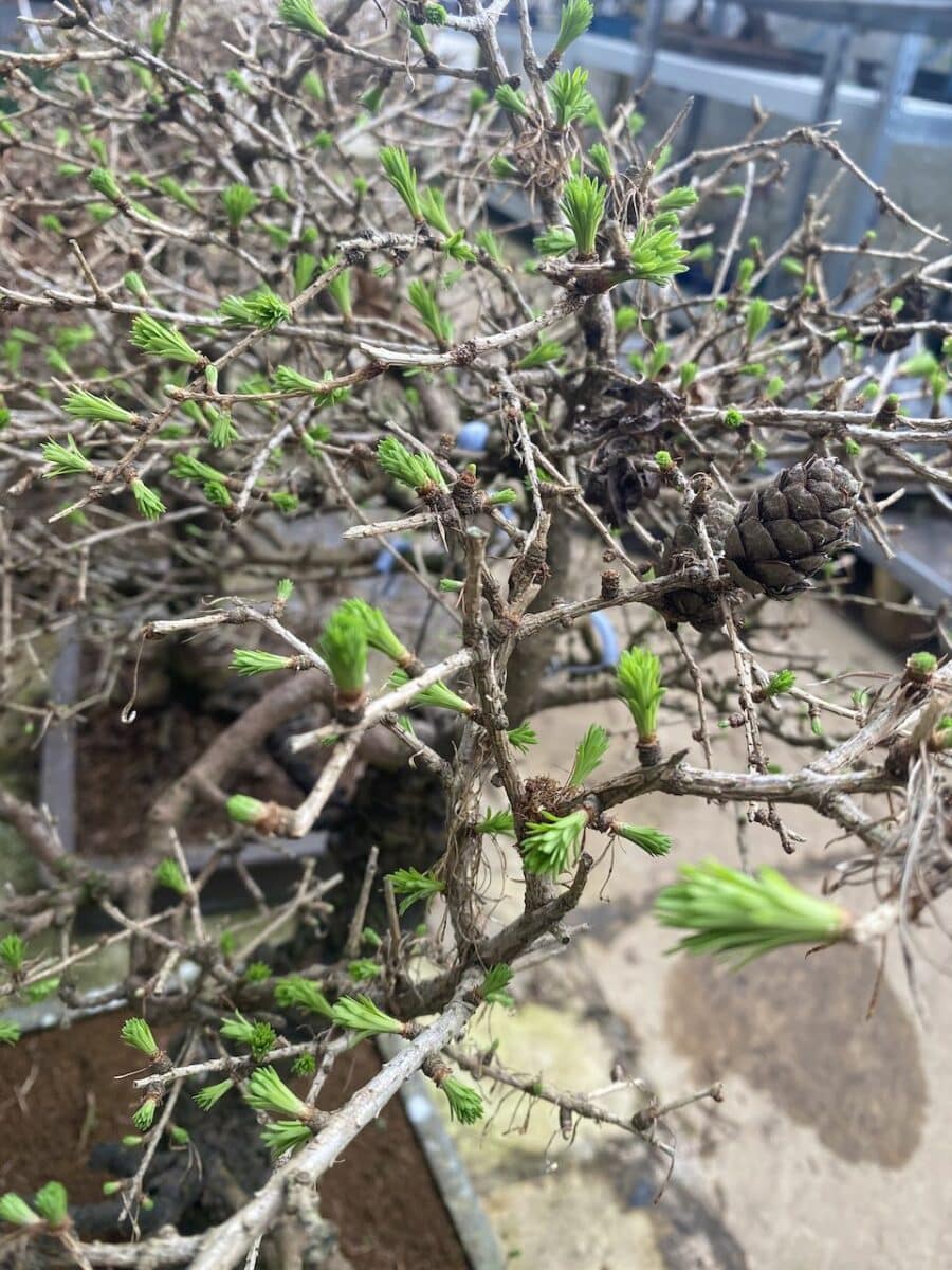 Larch in its deciduous state