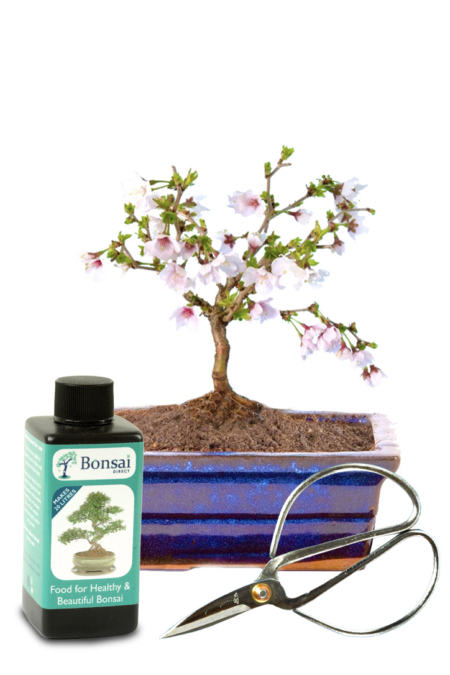 Miniature flowering Cherry Blossom outdoor bonsai starter kit