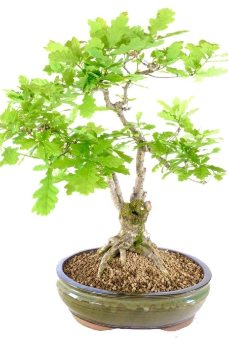 Quercus robur enquiste old English Oak bonsai for sale