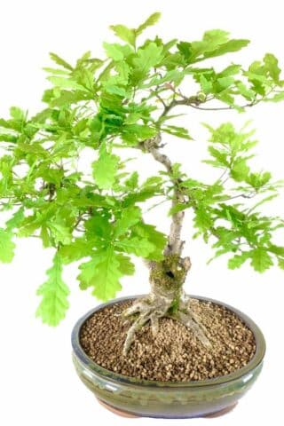 The exposed roof flare on this oak Bonsai is sensational