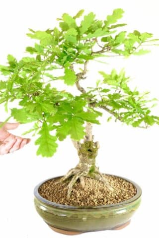 A truly spectacular English oak bonsai in moss green pot