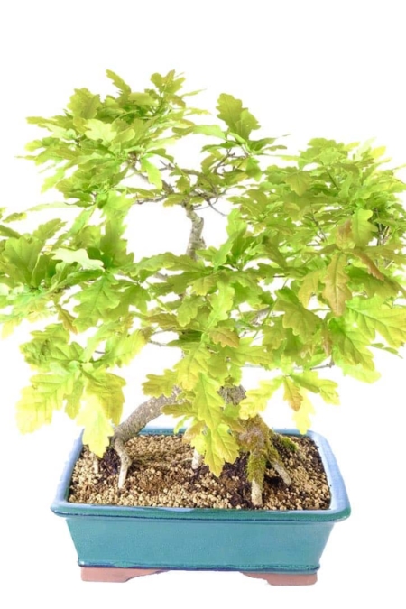 Phenomenal Quercus robur outdoor bonsai for sale UK