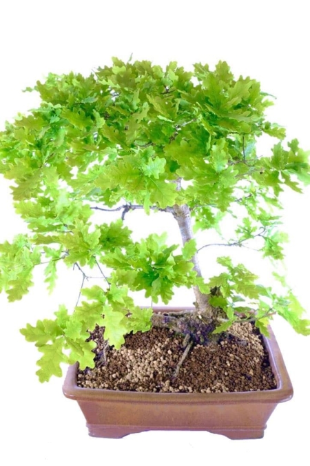 Fantastic English Oak outdoor bonsai for sale UK