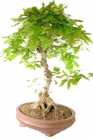 English Oak bonsai - King of the English Woodland