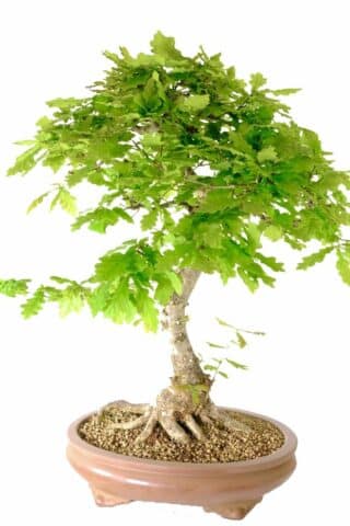 Tall and extremely impressive bonsai for the garden