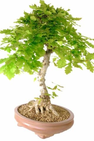 35 year old English Oak hardy bonsai for sale