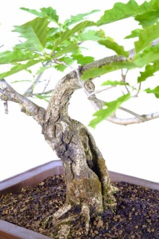 The exact bonsai you'll receive! A timeless symbol of tranquillity