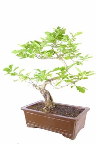 31-year-old Quercus robur outdoor bonsai: Nature's artistry on display