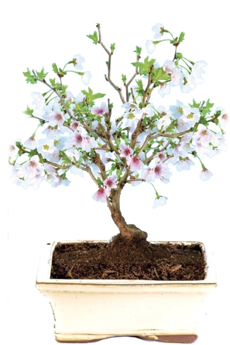 Cherry blossom bonsai for sale in cream pot