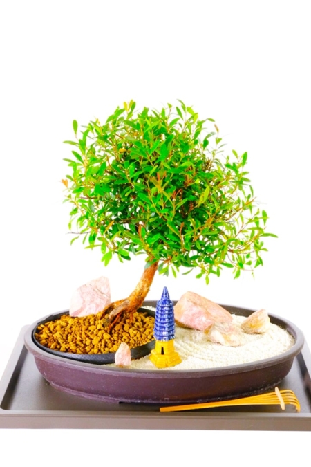 Zen bonsai Garden for indoor gardening & meditation