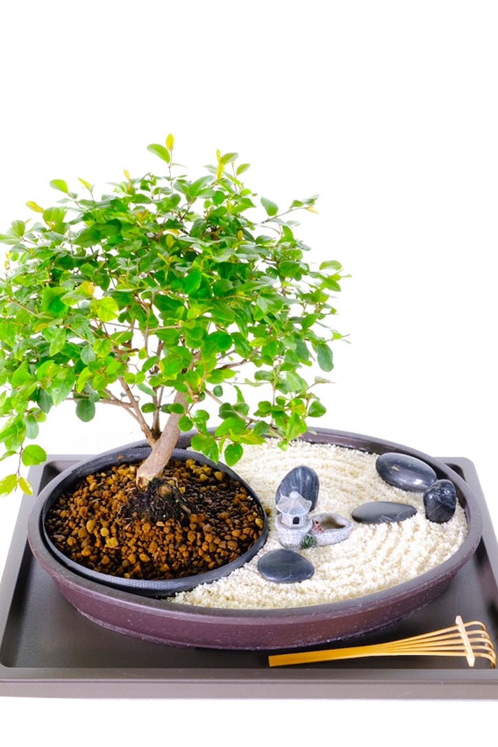 Real Living Zen Garden Bonsai- easy care for beginners