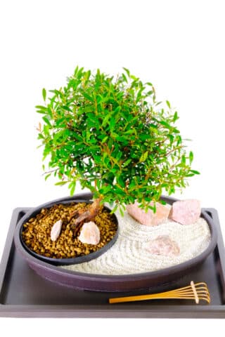 Garden pot Tranquillity - Zen bonsai garden for sale