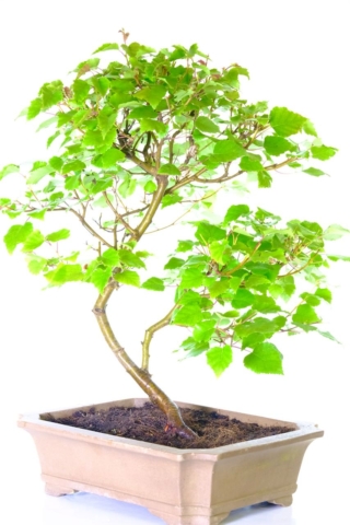 Amazing fluttering leaves of this silver birch bonsai tree