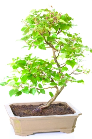 Absolutely stunning silver birch bonsai - Betula pendula for sale