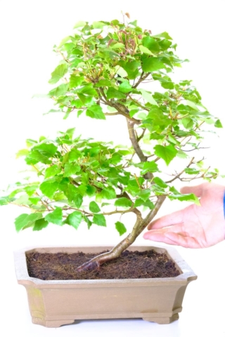 Large mature 16 year old Silver birch bonsai rte in unglazed pot
