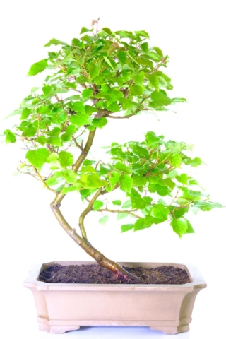 Specimen Silver Birch bonsai tree - the perfect gift to celebrate a silver wedding