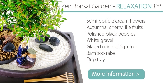 Bonsai Garden for Sale - Zen Indoor Bonsai Tree Garden