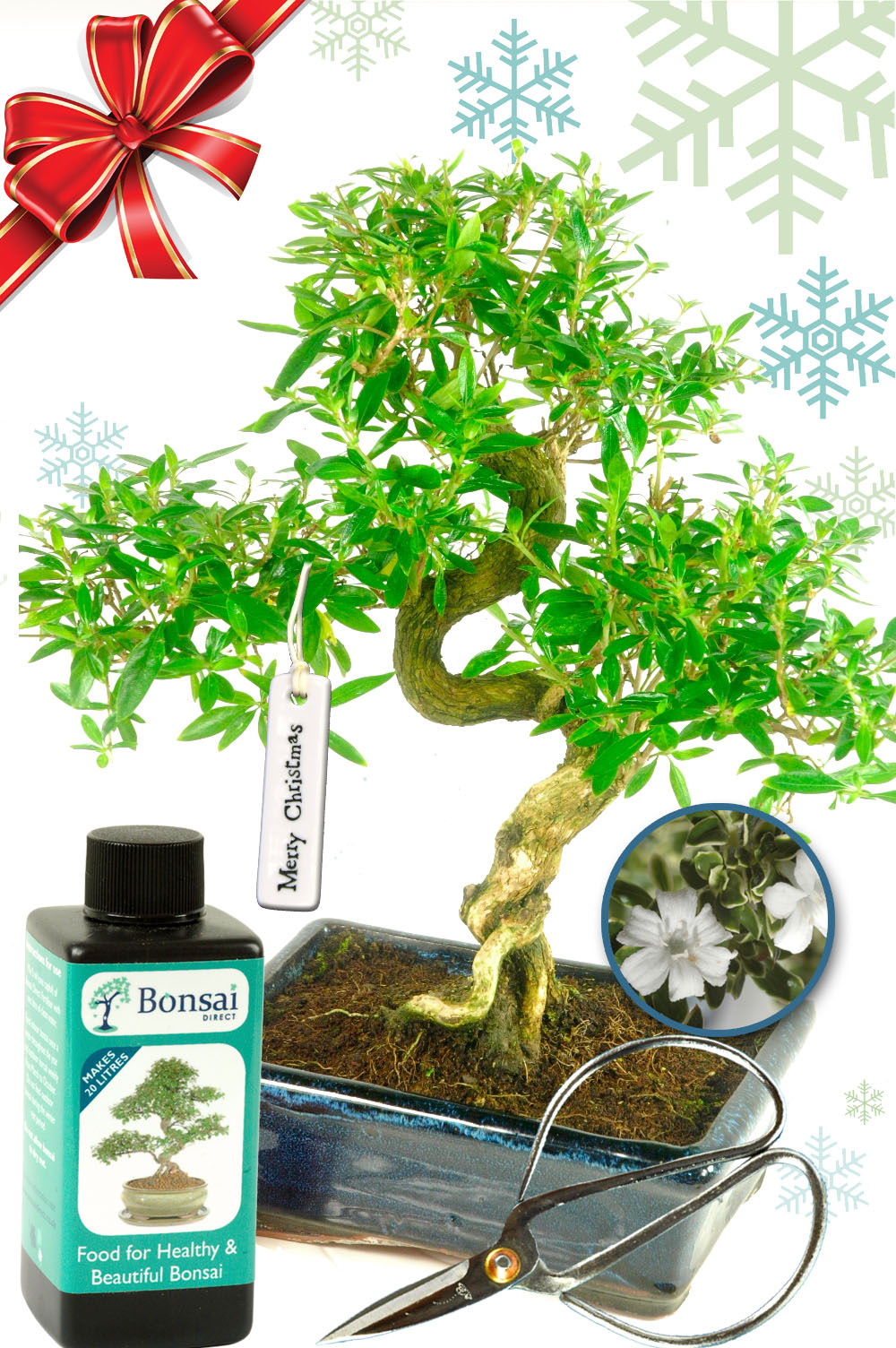 Flowering Tree of a Thousand Starts bonsai tree - Great Christmas gift with starter kit!