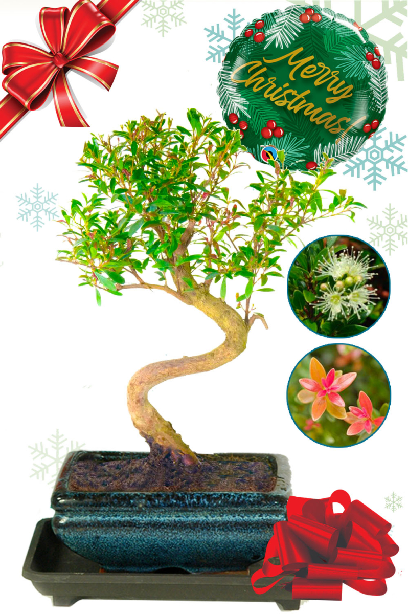 Fruiting & flowering Roseapple / Myrtle bonsai tree gift for Christmas with FREE UK delivery!
