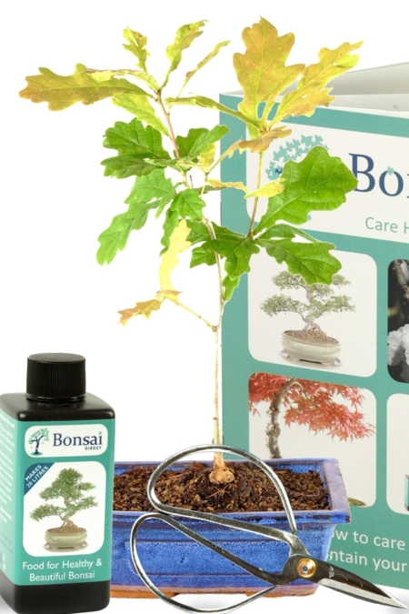 Oak tree mini bonsai starter kit