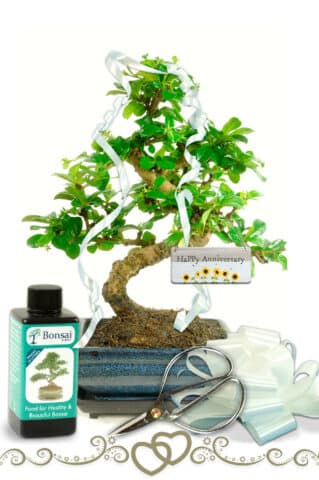 Ficus Macrocarpa Gift Bonsai - Buy Online 3 Hrs Delivery.