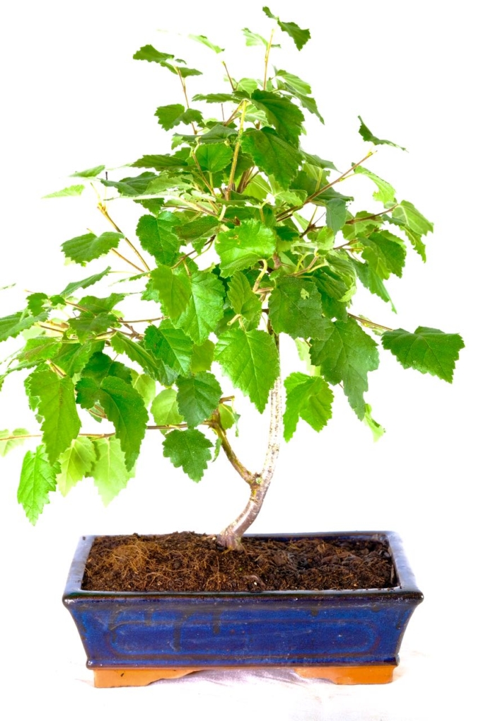 Symbolic Downy Birch bonsai representing growth and adaptability in nature's artistry