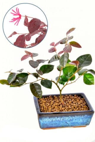 Blush tree mini starter bonsai tree