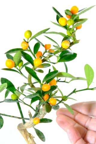 Close up of the orange bonsai tree fruits