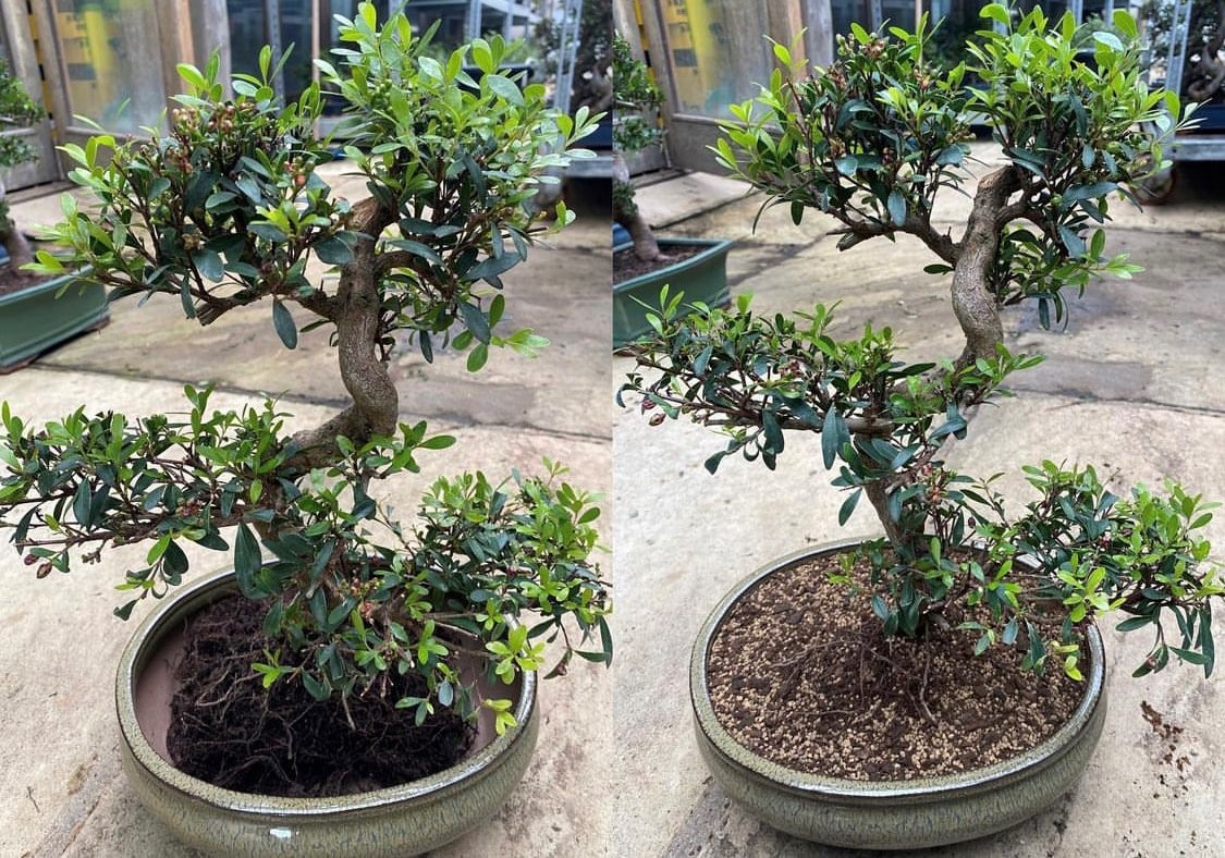 how to repot my bonsai tree