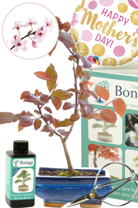 Mothers day Cherry blossom bonsai kit