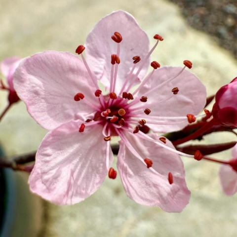 Purple cherry blossom bonsai tree flower
