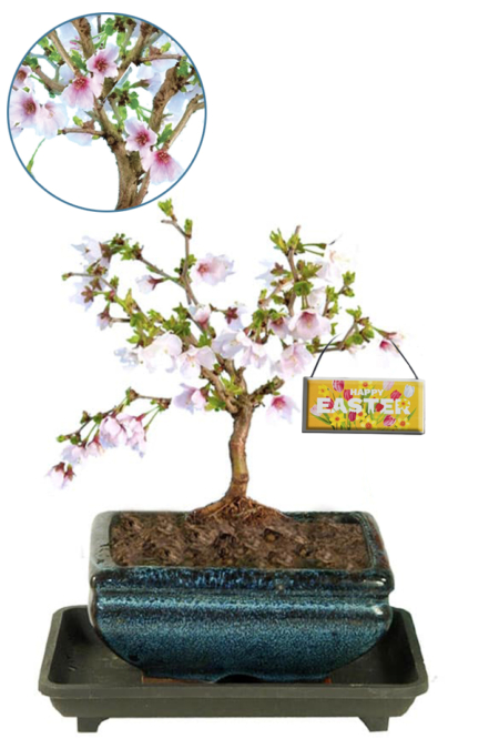 Cherry Blossom Bonsai Easter Gift