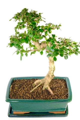 Sensational root flare on this Extra large flowering indoor bonsai for sale