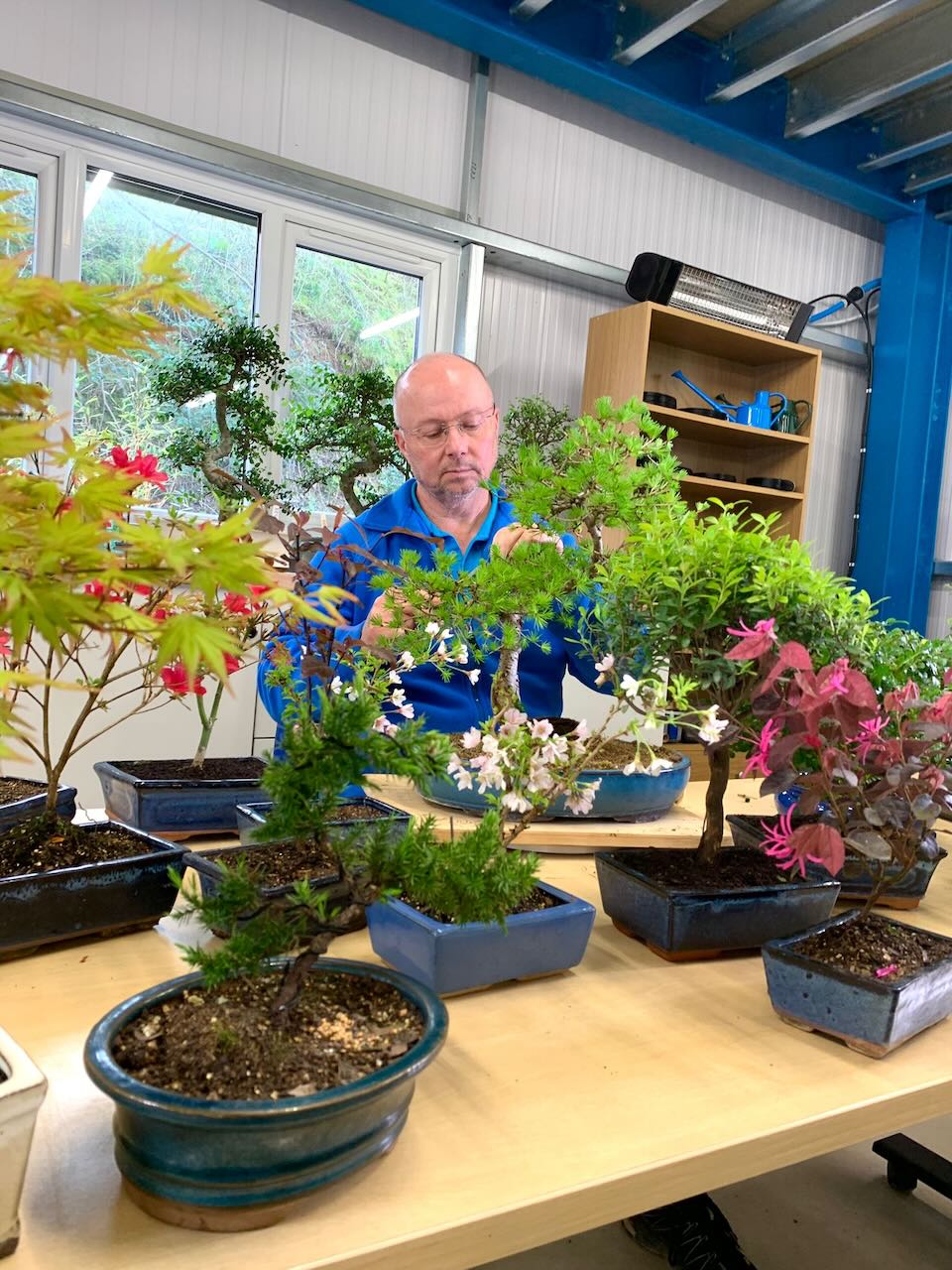 Professional bonsai expert Lloyd with his spring collection of bonsai trees