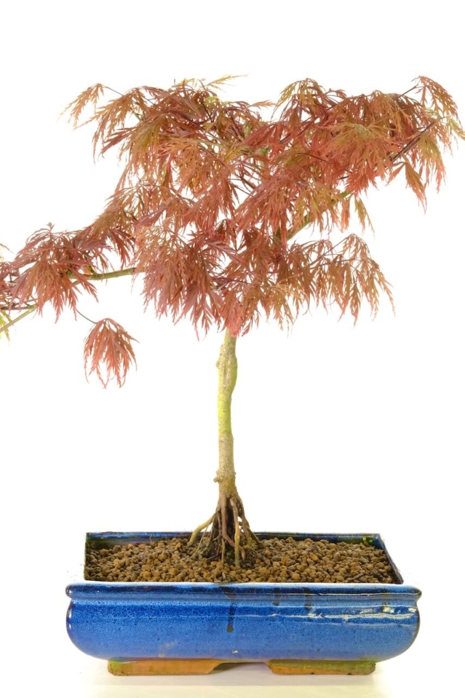 Informal upright Acer palmatum dissectum bonsai tree for sale UK