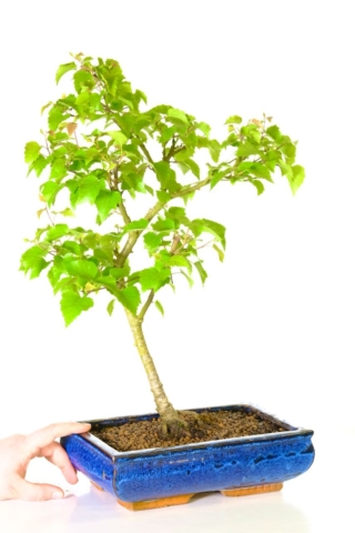 Silver Birch - Betula pendula native hardy bonsai for sale